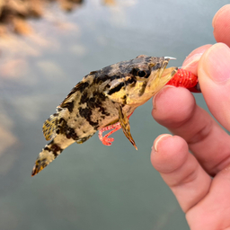 タケノコメバル