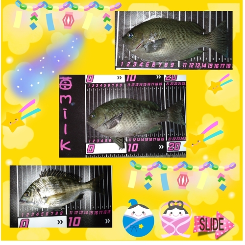 メジナの釣果