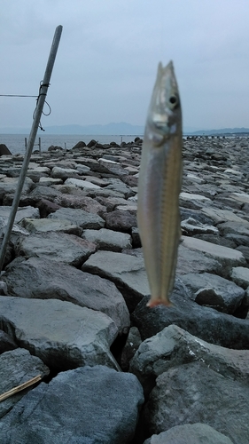 シロギスの釣果