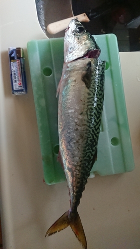 サバの釣果