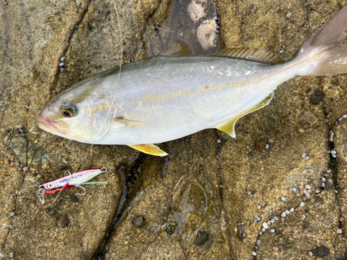 ネリゴの釣果