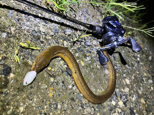 タウナギの釣果