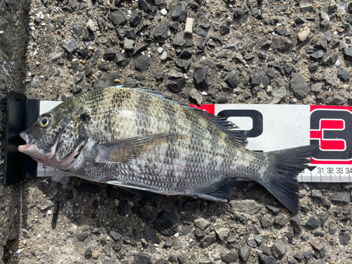 クロダイの釣果