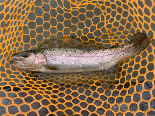 ニジマスの釣果