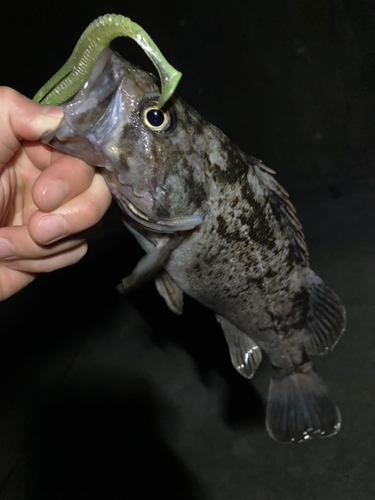 クロソイの釣果