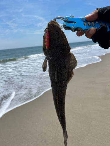 マゴチの釣果