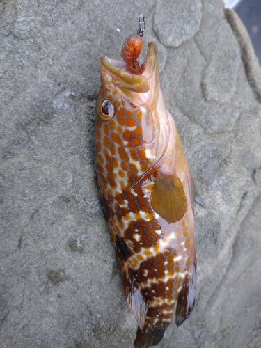 キジハタの釣果