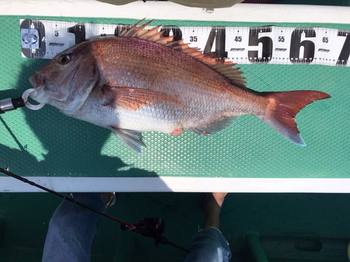 マダイの釣果