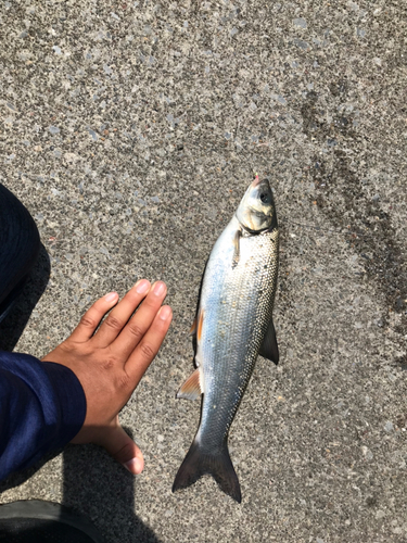 ウグイの釣果