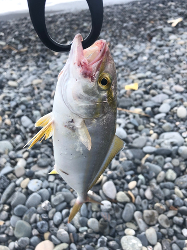 ショゴの釣果