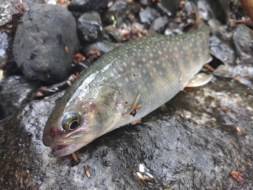 イワナの釣果