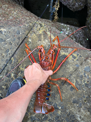 イセエビの釣果