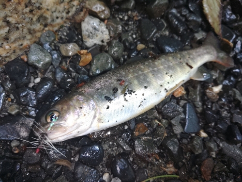 イワナの釣果