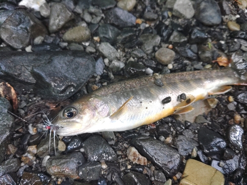 イワナの釣果