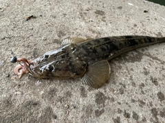 マゴチの釣果