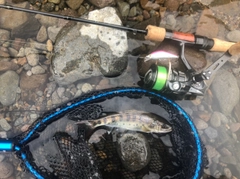 ヤマメの釣果