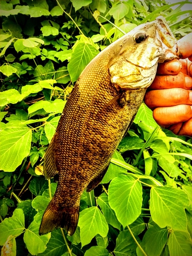 スモールマウスバスの釣果