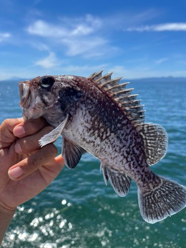 ソイの釣果