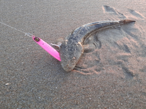 マゴチの釣果