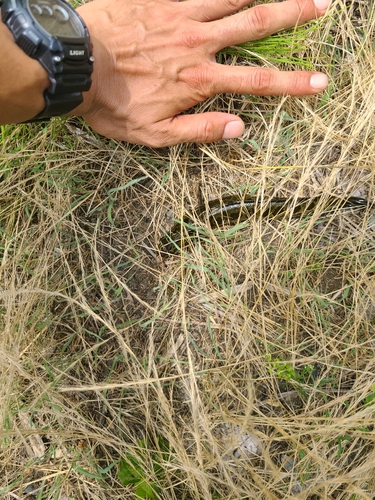 カムルチーの釣果