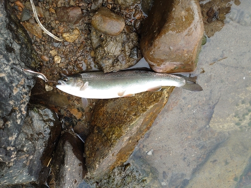 ニジマスの釣果