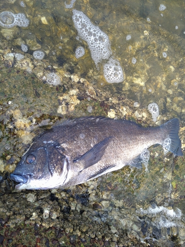 チヌの釣果