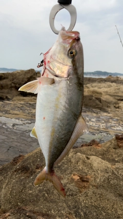 ショゴの釣果