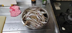 シロギスの釣果