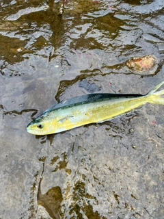 シイラの釣果