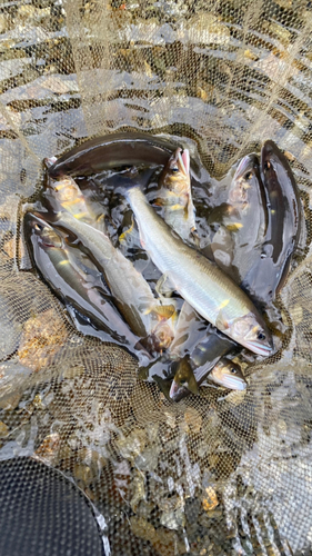 アユの釣果