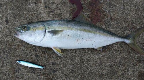 フクラギの釣果