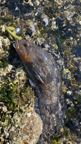 アイナメの釣果