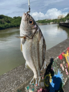 クワガナーの釣果