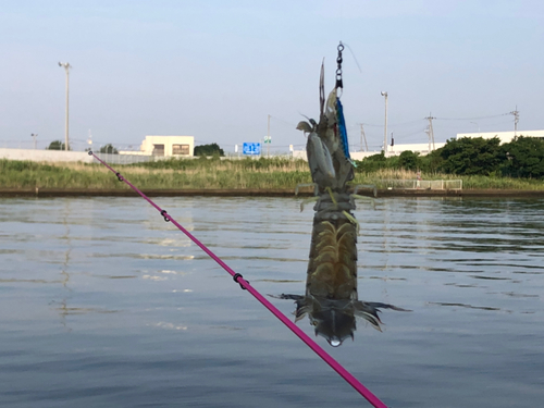 シャコの釣果