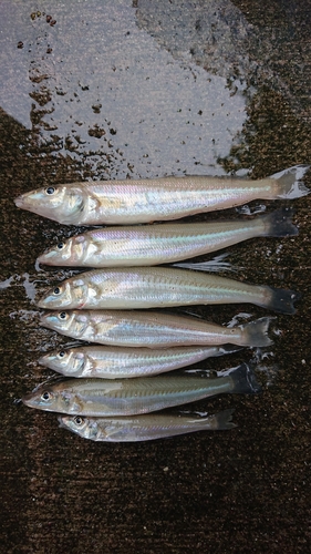 キスの釣果