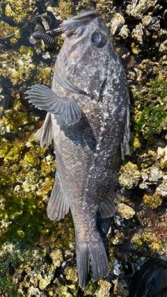 クロソイの釣果