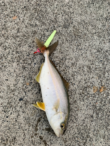 ショゴの釣果