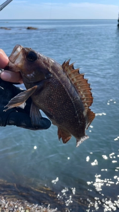 エゾメバルの釣果