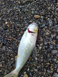 コノシロの釣果