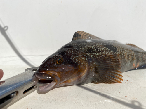 アブラコの釣果