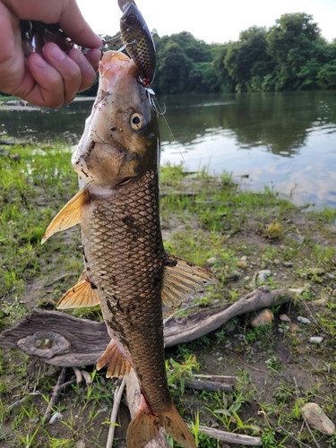 コイの釣果