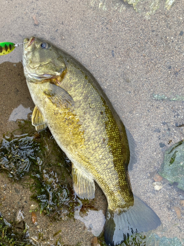 スモールマウスバスの釣果