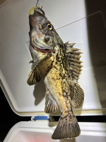 タケノコメバルの釣果