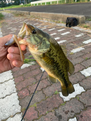 ラージマウスバスの釣果