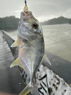 ロウニンアジの釣果