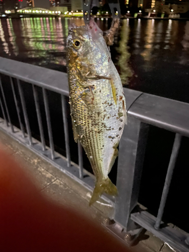 コノシロの釣果