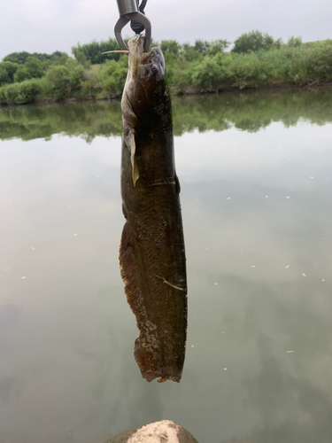 ナマズの釣果