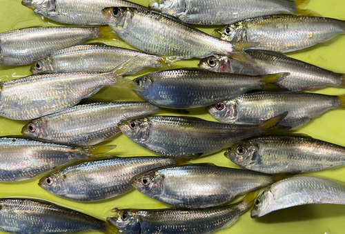 サッパの釣果