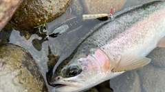 ニジマスの釣果