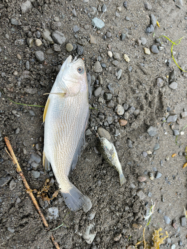 イシモチの釣果